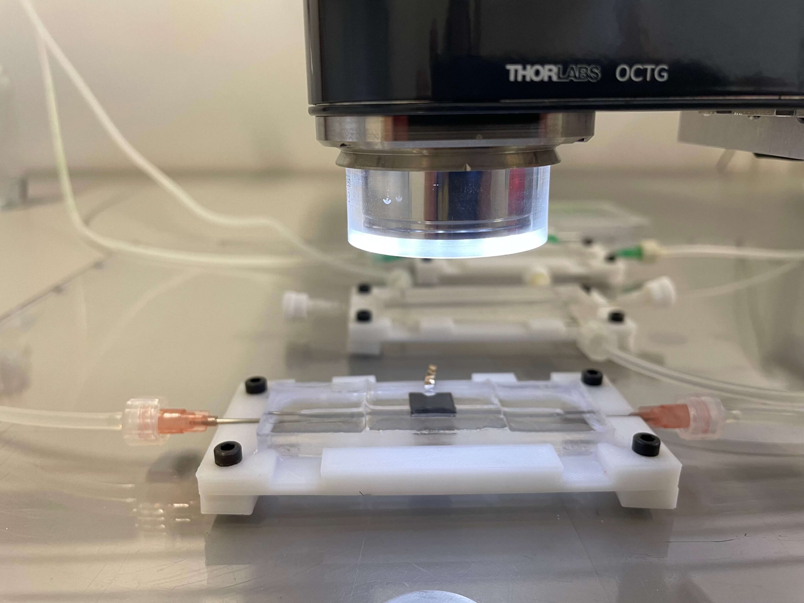 Biofilmträger unter dem OCT