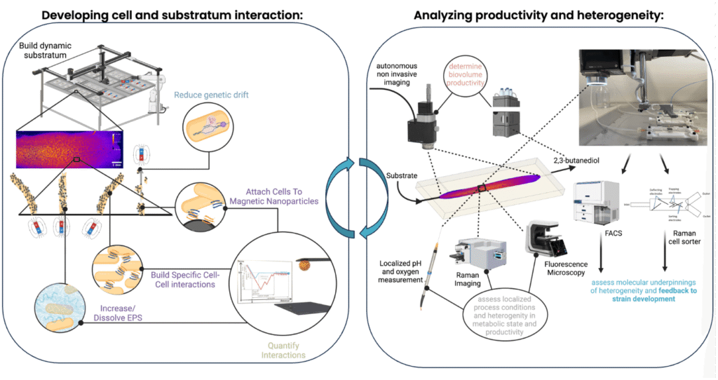 Productive biofilm architectures on magnetic particles, analyzing cell productivity and homogeneity.