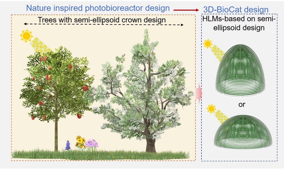 Übersicht über das Design des Photobioreaktors