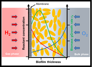 Biofilm-MRT Prozessübersicht