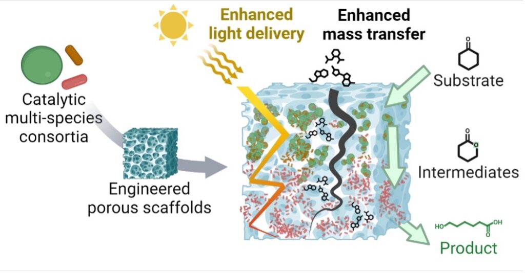 Mikrobielles Mehrspezies-Konsortium in porösem Hydrogel, verbessert Licht-/Stoffaustausch und Biofilmleistung.