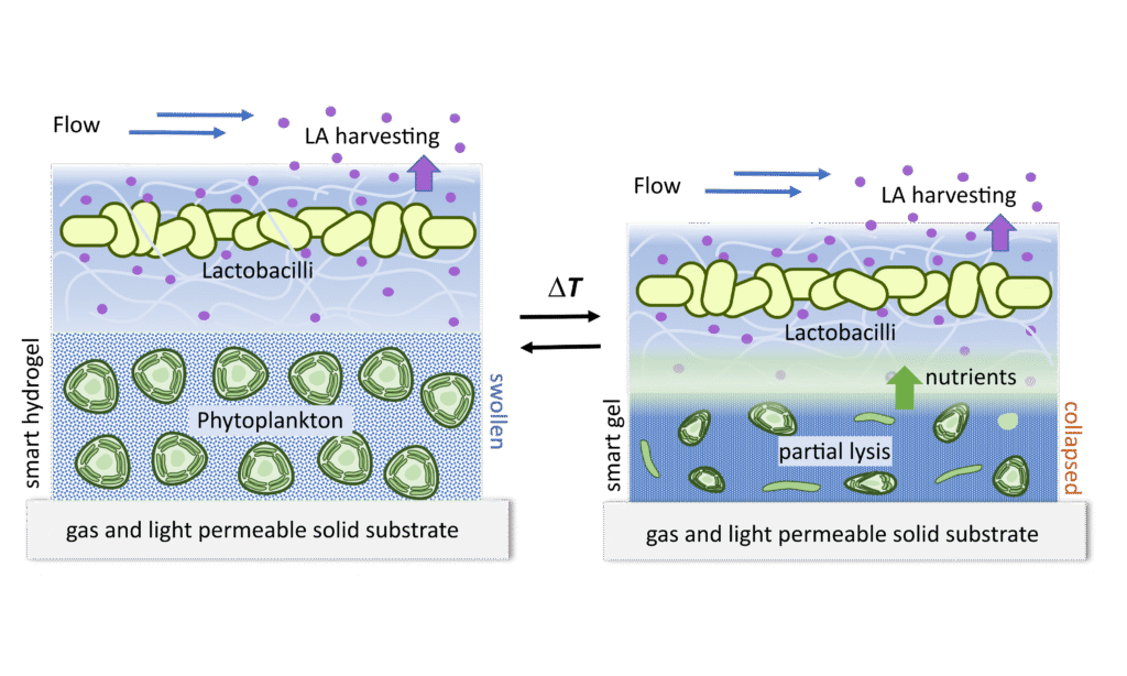 Kompartimentierter Smart-Hydrogel-Biofilm mit Phytoplankton unten und Lactobacilli oben, setzt bei Reiz Nährstoffe frei.