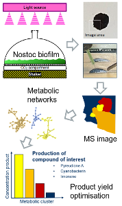 Prozessübersicht des Nobis-Projekts