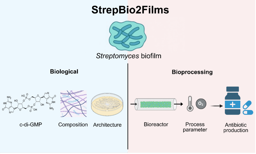StrepBio2Films: Streptomyces-Biofilmwachstum in Rohrreaktoren, c-di-GMP steuert Matrix und Produktivität.