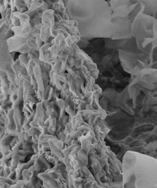 Oberfläche Biofilm unter Mikroskop